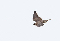 Gyrfalcon (Falco rusticolus) flying in stoop, Norway April  (Sky digitally modified)
