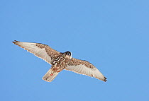 Gyrfalcon (Falco rusticolus) in flight, viewed from directly below, Norway, April