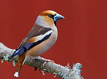 Male Hawfinch (Coccothraustes coccothraustes) perched on branch, Mustio, Finland, April