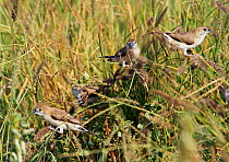 Small flock of Indian Silverbill (Lonchura malabarica)  in grassland, Sultanate of Oman, March