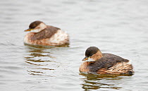 Two Little Grebes (Tachybaptus ruficollis) on water, in winter plumage, Spain, December