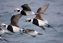 Flock of Long-tailed Duck (Clangula hyemalis) flying over water, Norway, April