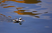 Long-tailed Duck (Clangula hyemalis) on water, Norway, April,