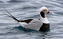 Male Long-tailed Duck (Clangula hyemalis) in spring plumage, on water, April,