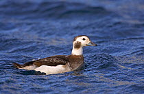 Female Long-tailed Duck (Clangula hyemalis)  in spring plumage, April