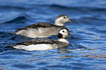 Two female Long-tailed Ducks (Clangula hyemalis)in spring plumage, March