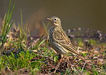 Meadow Pipit (Anthus pratensis) on ground, Helsinki, Finland, April