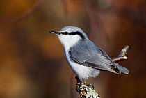 Nuthatch Eastern race (Sitta europae) perched on branch, Hanko, Finland, November