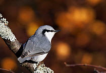 Nuthatch Eastern race (Sitta europae) perched on lichen covered branch, Hanko, Finland, November