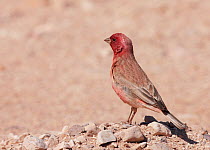 Male Pale rosefinch (Carpodacus synoicus) perched on ground, Israel, March