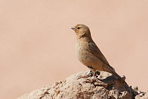 Female Pale Rosefinch (Carpodacus synoicus) perched, with two leg rings, Israel March