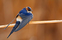Red-rumped Swallow (Hirundo / Cecropis daurica) resting on stem of vegetation, Israel, March