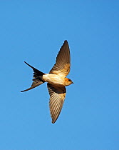 Red-rumped Swallow (Hirundo / Cecropis daurica) in flight, Israel, March