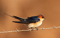 Red-rumped Swallow (Hirundo / Cecropis daurica) perched on barbed wire fencing, Israel, March