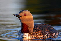 Red-throated Diver (Gavia stellata) adult close-up on water in dappled sunlight,  Vaala, Finland, June