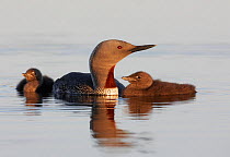 Red-throated Diver (Gavia stellata) adult with two young chicks on water, Vaala, Finland, June