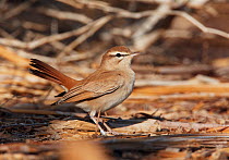 Rufous tailed scrub robin / bush chat (Cercotrichas galactotes) on woodland ground, Israel, March