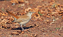 Rufous tailed scrub robin / bush chat (Cercotrichas galactotes) on ground, Israel, March