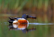 Male Shoveler (Anas clypeata) on water with head tilted, dabbling for plant food, Loviisa, Finland, June