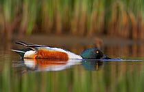 Male Shoveler (Anas clypeata) on water with head submerged, dabbling for plant food, Loviisa, Finland, June
