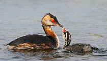 Slavonian / Horned Grebe (Podiceps auritus) adult feeding chick on water, Uts, Finland, August,