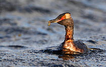 Slavonian / Horned Grebe (Podiceps auritus) carrying food item, Uts, Finland, August