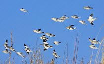 Flock of Snow Buntings (Plectrophenax nivalis) in flight, Helsinki, Finland, March