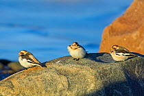 Three Snow Buntings ( Plectrophenax nivalis) in winter plumage, perched on rocks by the shore, Helsinki, Finland, December