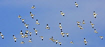 Flock of Snow Buntings (Plectrophenax nivalis) in flight against blue sky, Helsinki, Finland, March