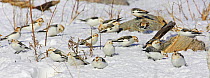 Flock of Snow Buntings (Plectrophenax nivalis) foraging on snow covered ground, in winter plumage, Helsinki, Finland, March