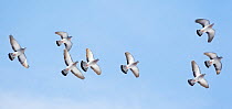 Flock of Stock Doves (Columba oenas) in flight against blue sky, Helsinki, Finland, March (Some sky digitally added)