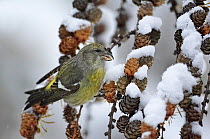 Female Two-barred / White winged Crossbill (Loxia leucoptera) feeding on Larch seeds in snow, Helsinki, Finland, November