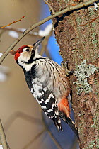 White-backed Woodpecker (Dendrocopus / Picoides leucotos) on tree trunk, Kotka, Finland, January
