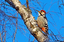 White-backed Woodpecker (Dendrocopus / Picoides leucotos) on birch trunk, Kotka, Finland, January