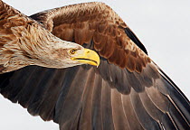 Close-up of head and wing of White-tailed Eagle (Haliaetus albicilla) in flight, Sodankyls,  Lokka, Finland, April