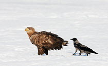 White-tailed Eagle (Haliaetus albicilla) in snow with two Hooded Crows (Corvuc corone cornix) Sodankyls,  Lokka, Finland, April