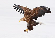 White-tailed Eagle (Haliaetus albicilla) in flight with talons outstretched, Sodankyls, Lokka, Finland, April