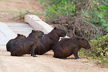 Capybara (Hydrochoerus hydrochaeris) group of Capybara crossing Transpantaneria highway, Pantanal, Brazil