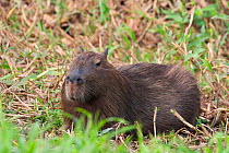 Capybara (Hydrochoerus hydrochaeris) resting, Pantanal, Brazil
