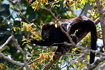 Black howler monkey (Alouatta caraya) in tree,  Pantanal, Brazil