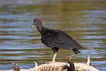 Black vulture (Coragyps atratus) standing on dead, bloated Caiman (Cayman jacare) in Three Brothers river, Pantanal, Brazil