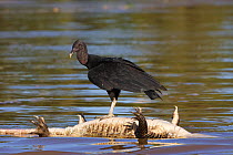 Black vulture (Coragyps atratus) standing on dead, bloated Caiman (Cayman jacare) in Three Brothers river, Pantanal, Brazil