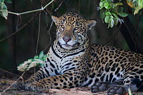 Jaguar (Panthera onca) resting in the Pantanal, Brazil