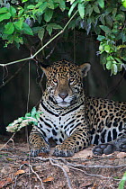 Jaguar (Panthera onca) resting in the Pantanal, Brazil