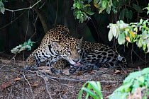 Jaguar, (Panthera onca) grooming, resting in the Pantanal, Brazil
