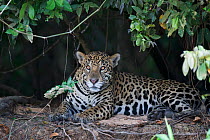 Jaguar (Panthera onca), resting in the Pantanal, Brazil