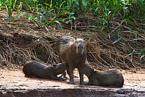 Capybara (Hydrochoerus hydrochaeris) suckling two babies, Pantanal, Brazil.