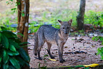 Crab-eating fox (Cerdocyon thous) in the Pantanal, Brazil.