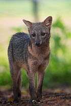 Crab-eating fox (Cerdocyon thous) in the Pantanal, Brazil