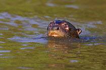 Giant otter (Pteronura brasiliensis) swimming in river, Pantanal, Brazil, Endangered species